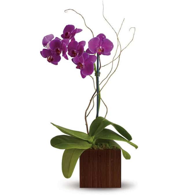 orchidea