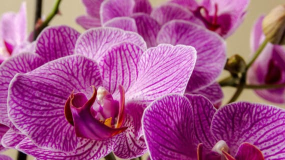 Orchidea