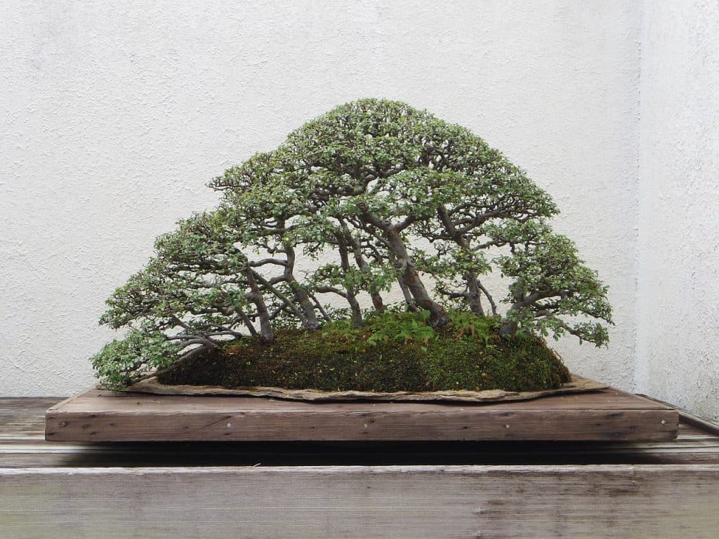 bonsai