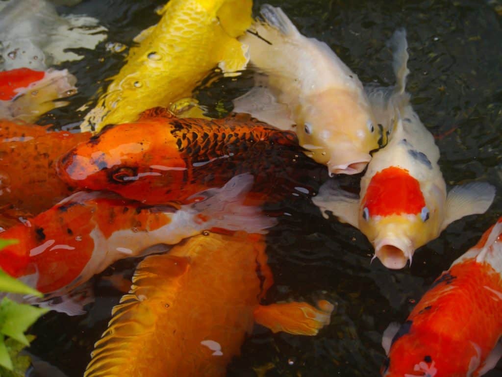 Koi kapor