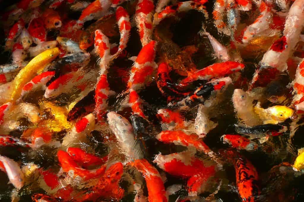 Koi kapor