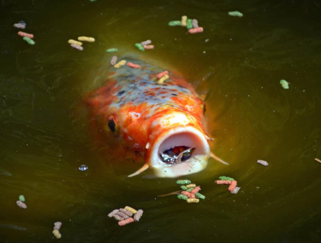 Koi kapre