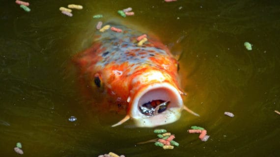 Koi kapre