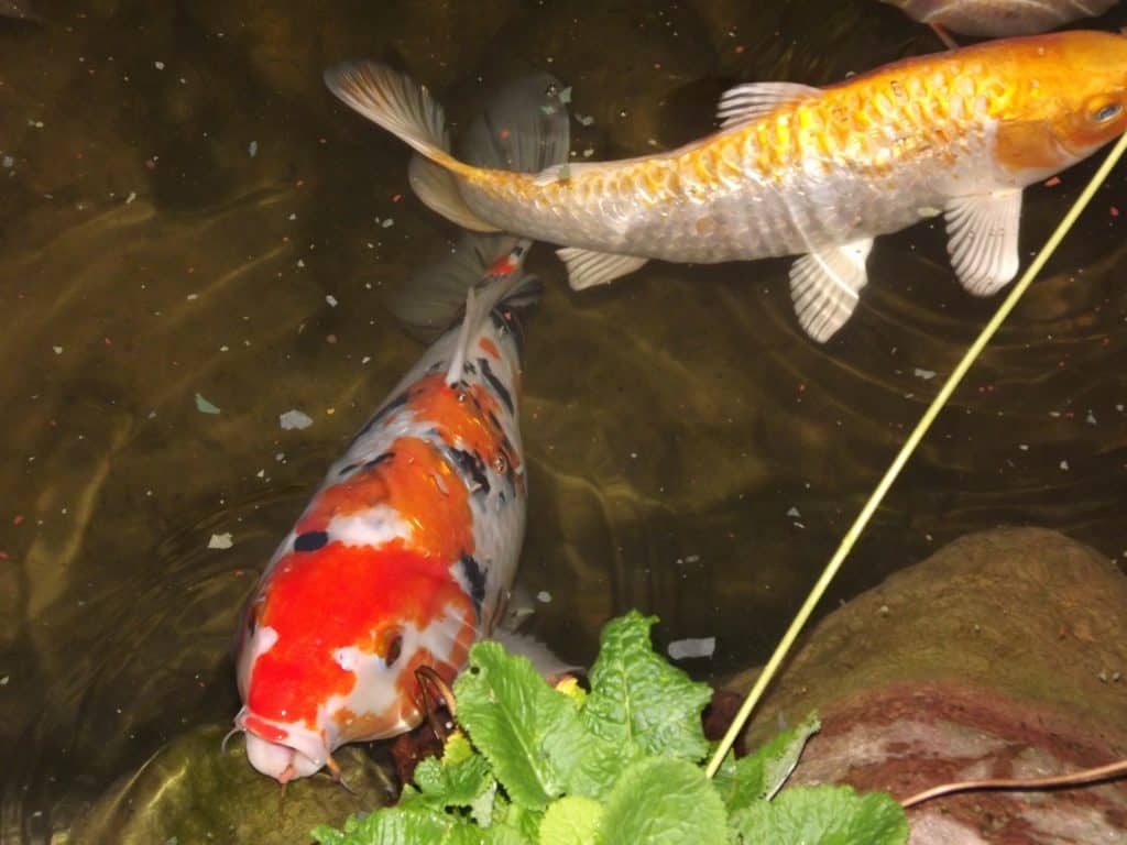 Koi kapre v jazierku