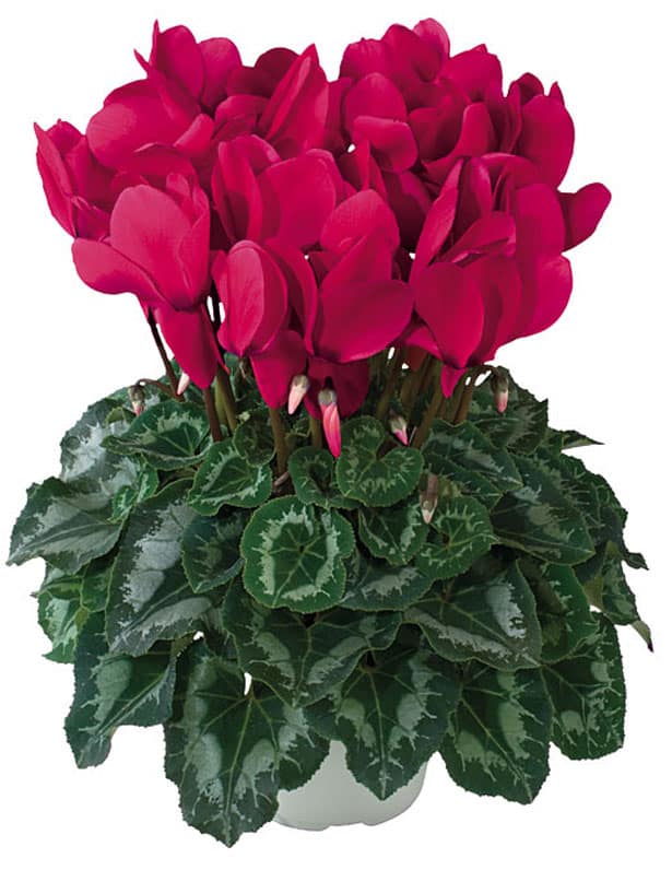 Cyclamen Halios - vianočné rastliny