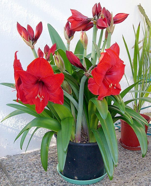 Hippeastrum Vittatum - vianočné rastliny