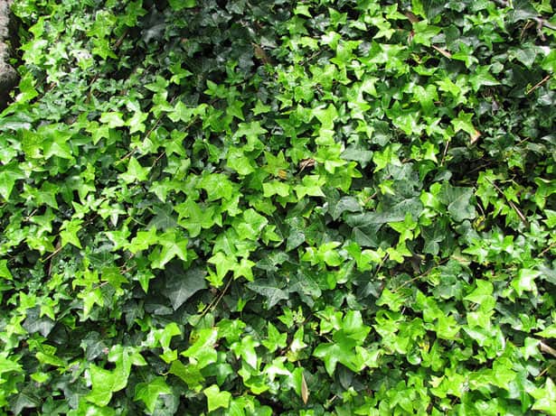 Hedera helix