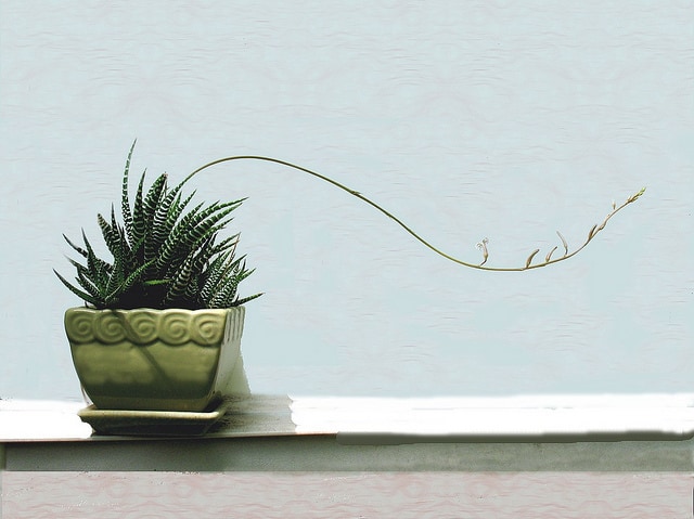 Haworthia fasciata v kvetináči