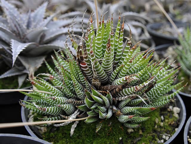Haworthia fasciata