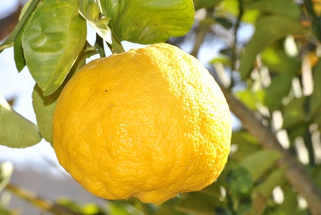 Citrusy