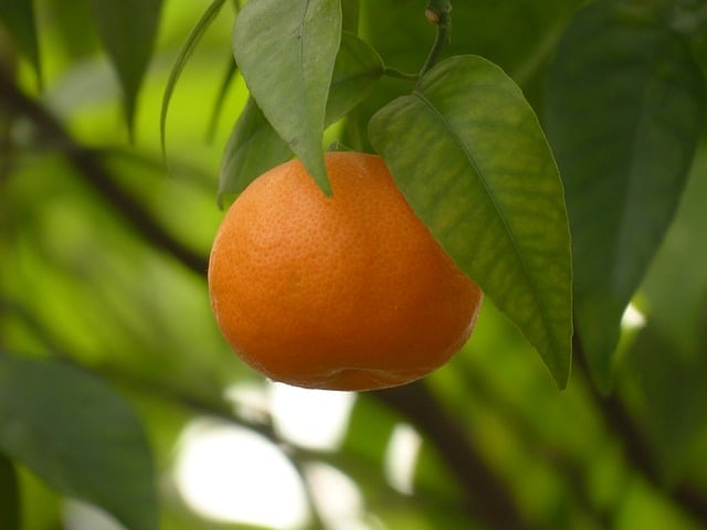 Mandarínka