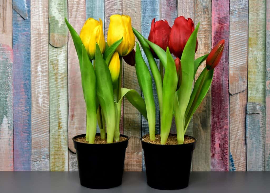 Tulipány ako prírodné jarné dekorácie