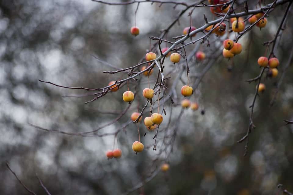 Jablká na strome - november v záhrade