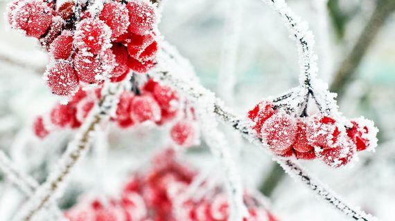 December v záhrade