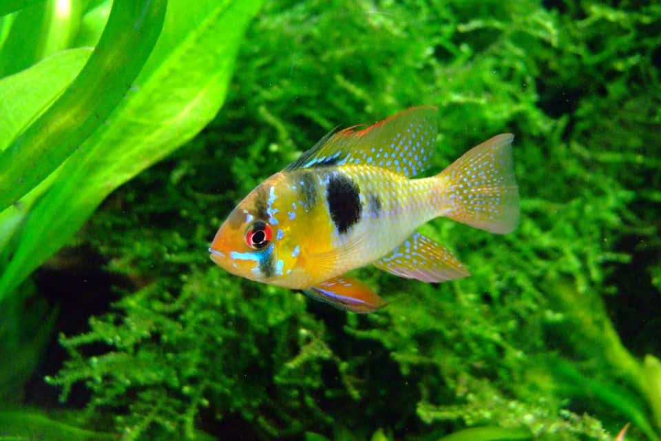 Mikrogeophagus ramirezi
