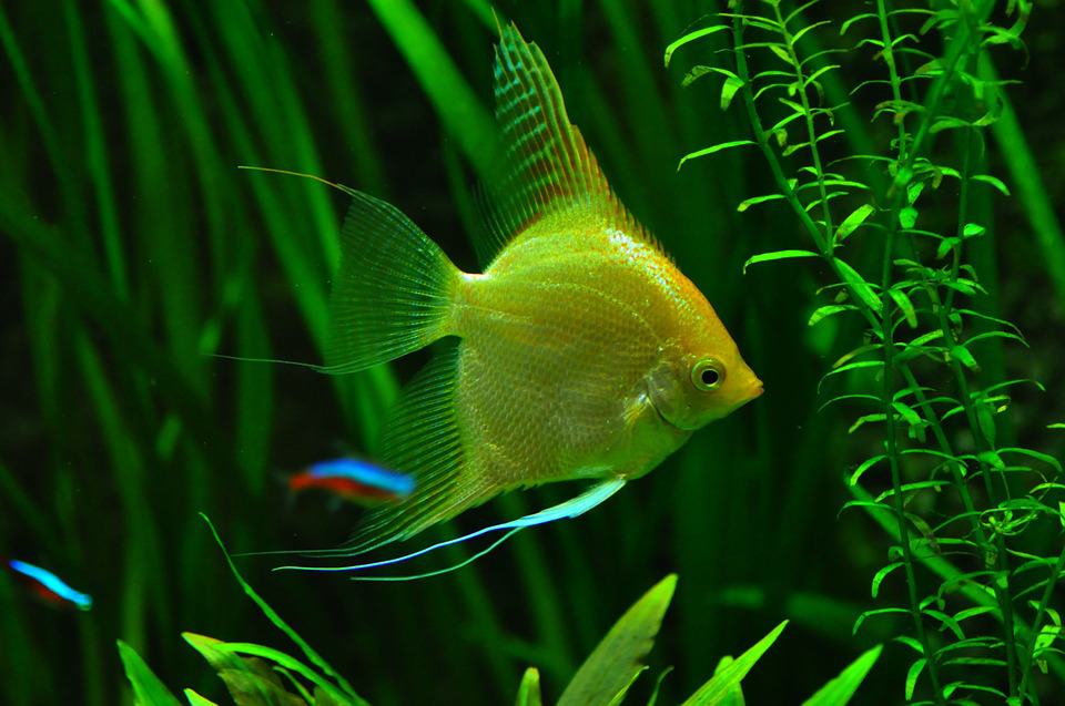 Akvarijná rybka