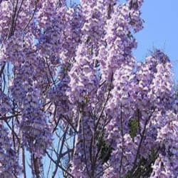 Paulownia - apríl v záhrade