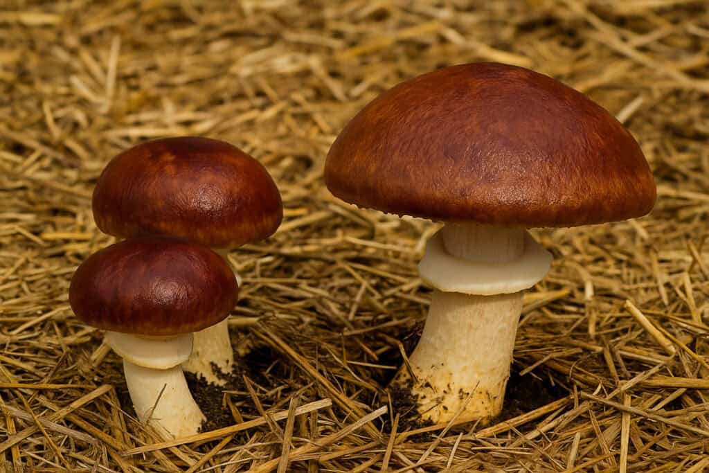záber golierovky slamomilnej (Stropharia rugosoannulata)