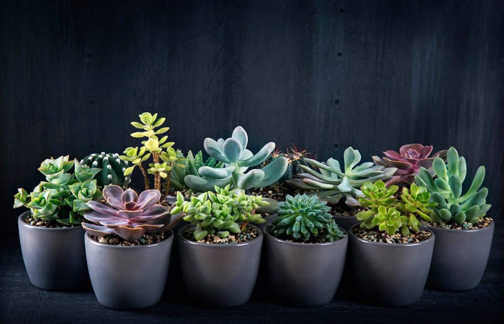 Tučnolist - Crassula