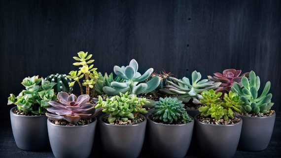 Tučnolist - Crassula
