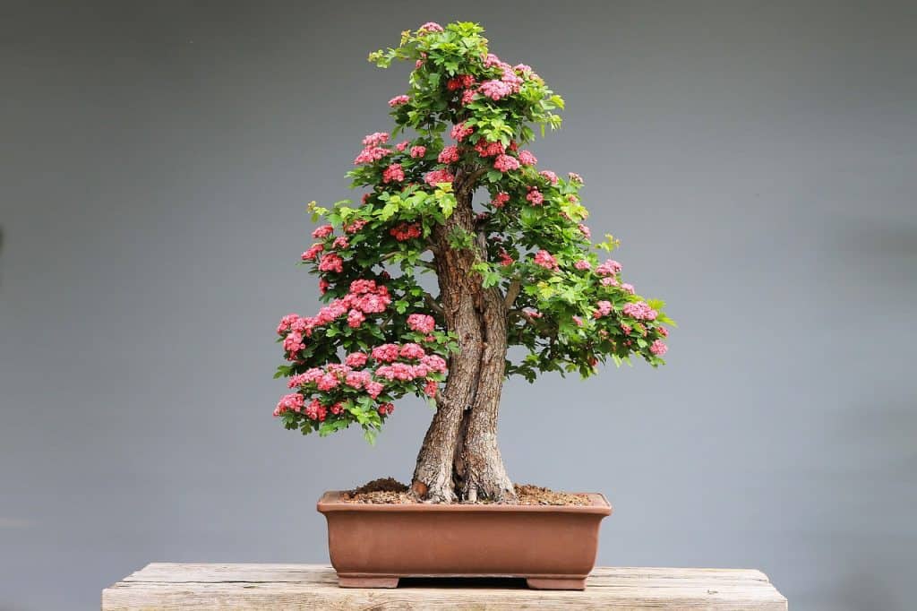 Bonsai - okrasné rastliny