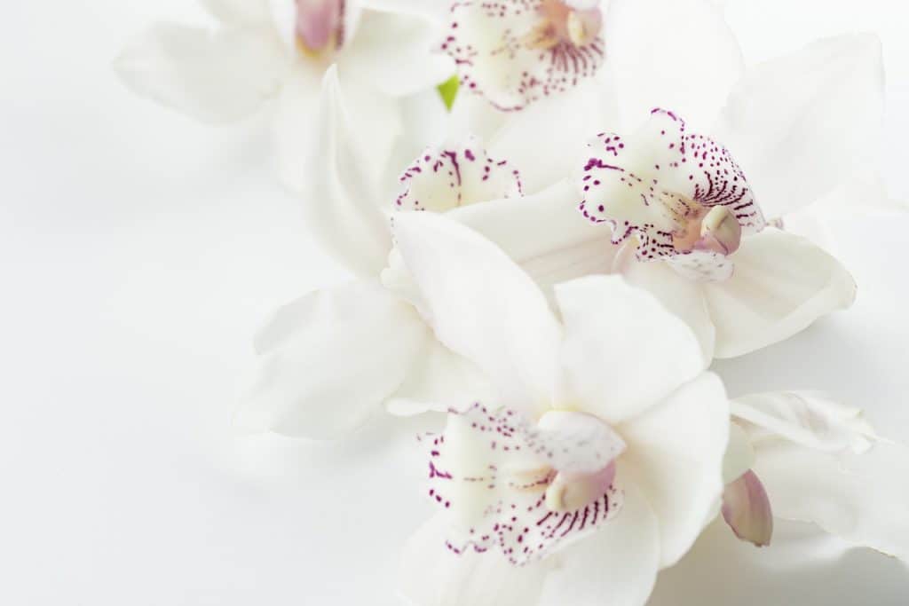 Orchidea - okrasné rastliny