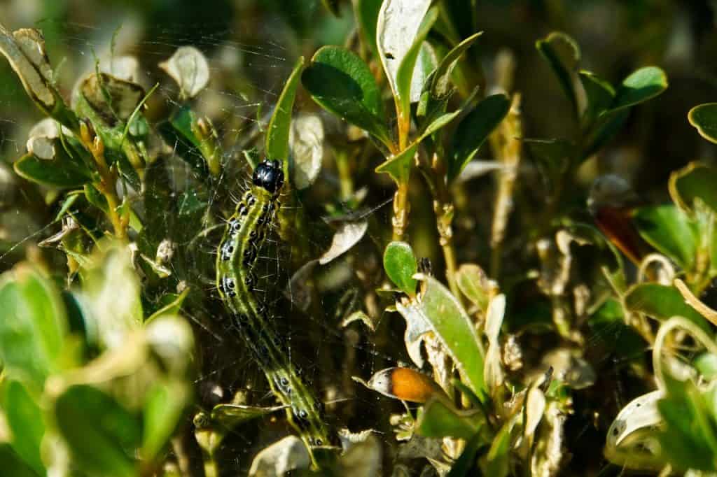 Vijáčka krušpánová buxus