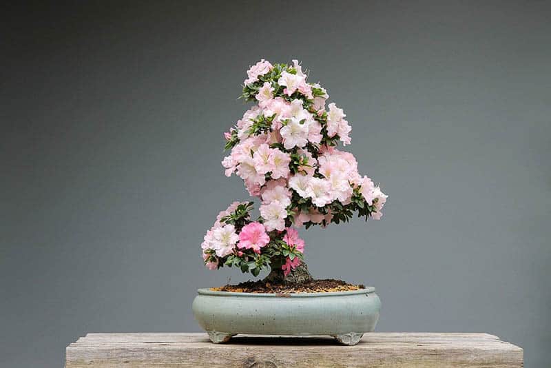 Azalka bonsai