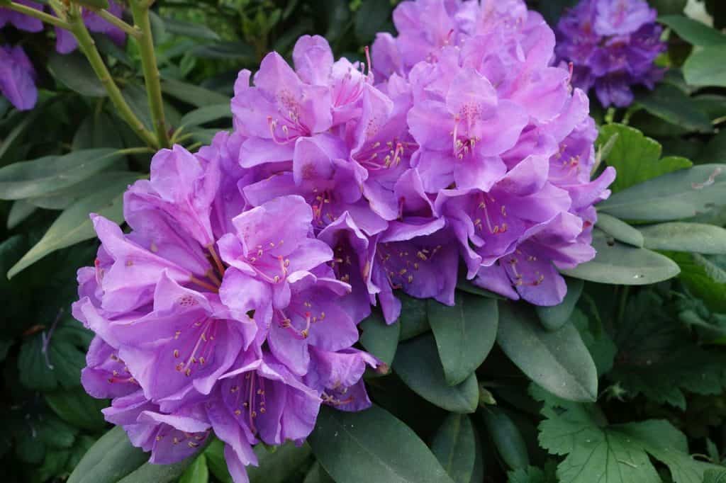 Rododendron
