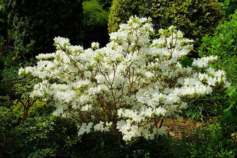 Rododendron Carolinianum