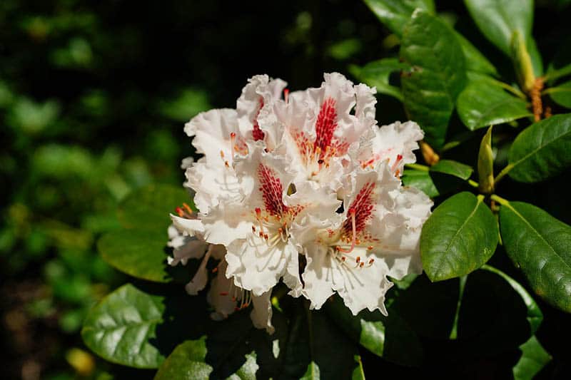 Rododendron Cunnighams White