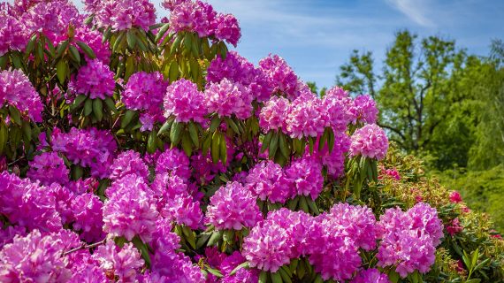 Rododendron detail