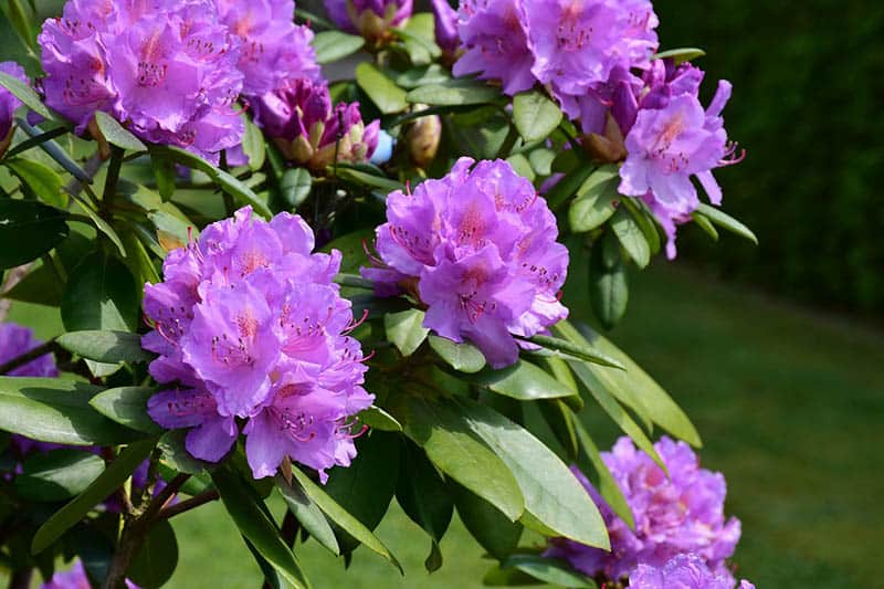 Rododendron americký