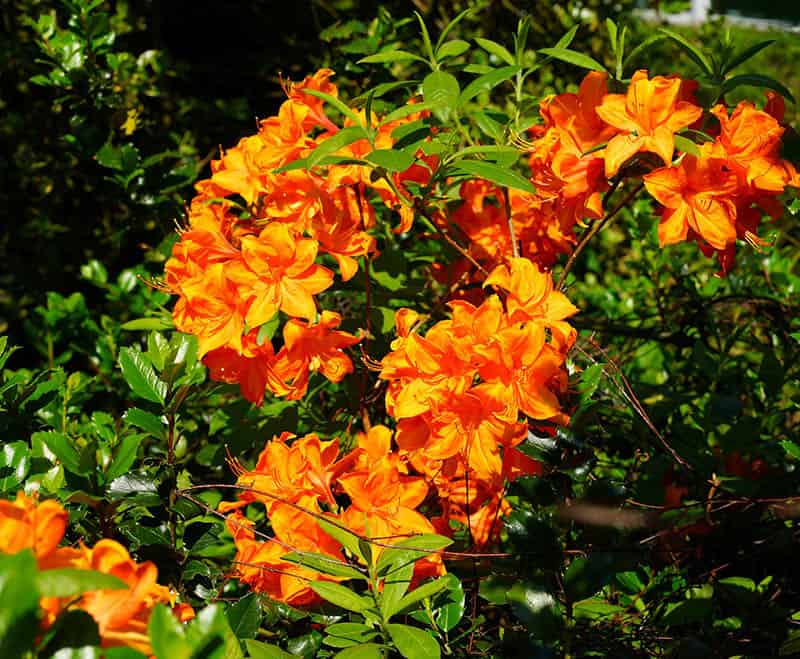Rododendron oranžový