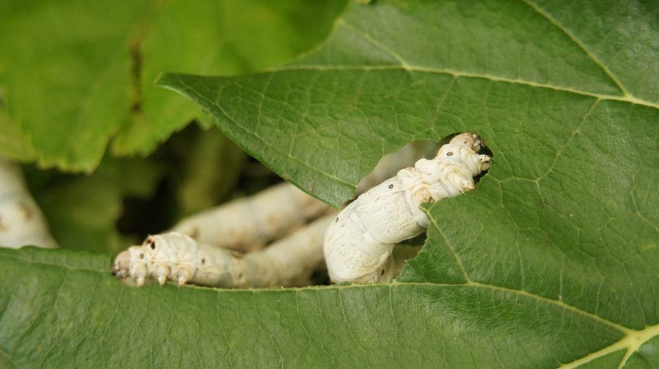 Priadka morušová