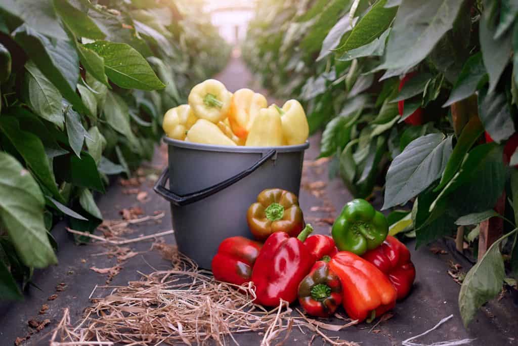 Paprika - ako pestovať papriku