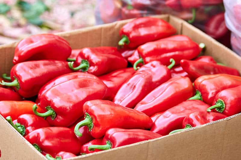 Paprika