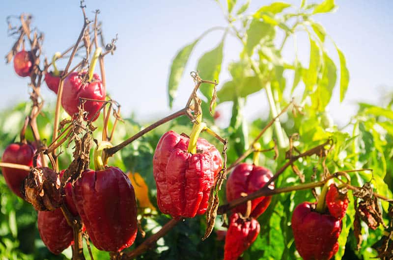 Paprika - choroby a škodcovia