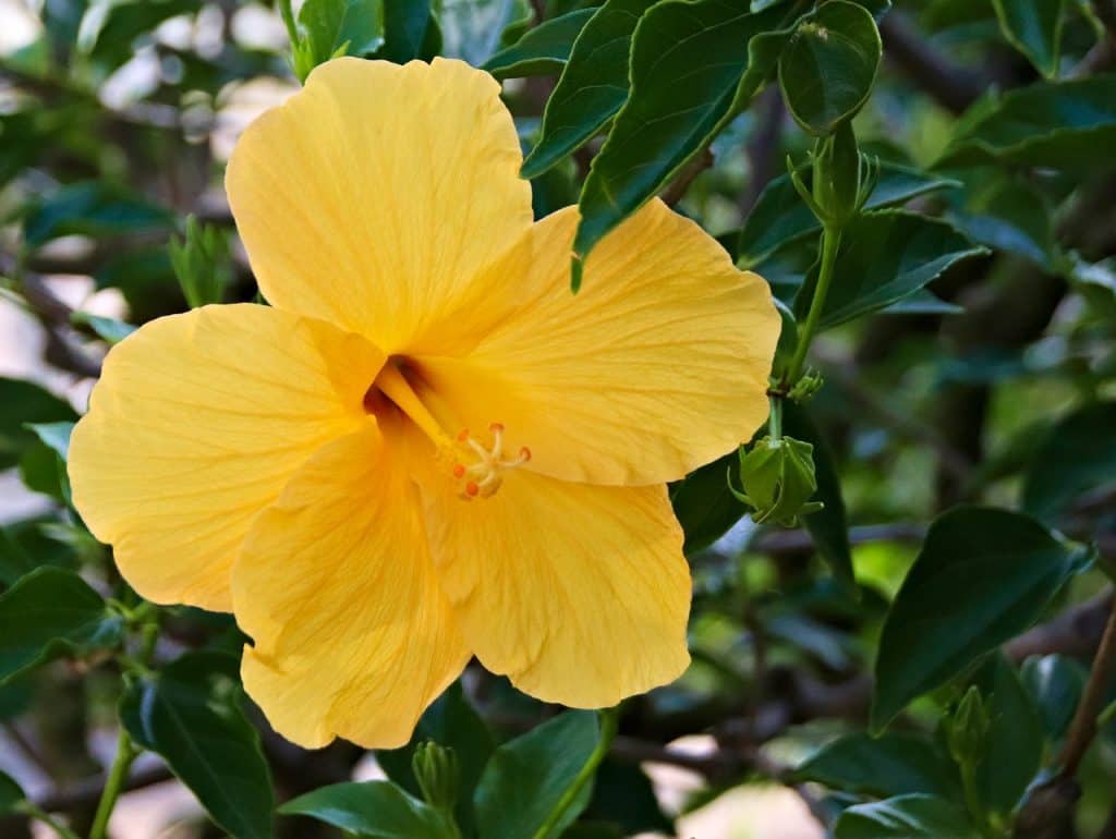 Hibiscus