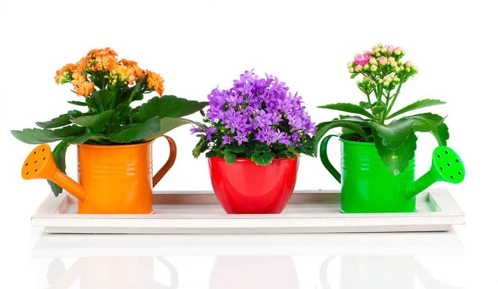 Kalanchoe druhy