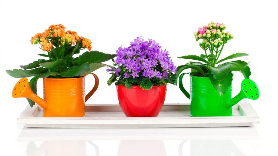 Kalanchoe druhy