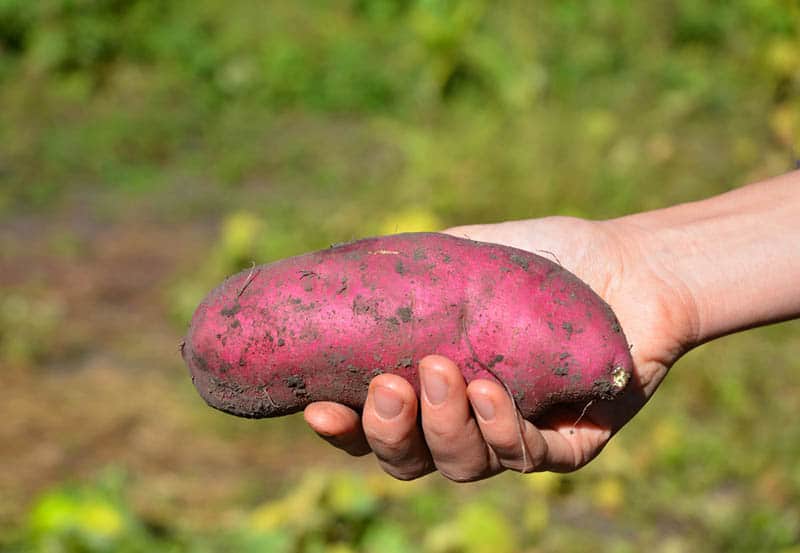 Batata - pestovanie