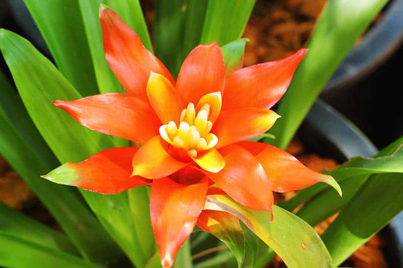 Oranžová bromélia