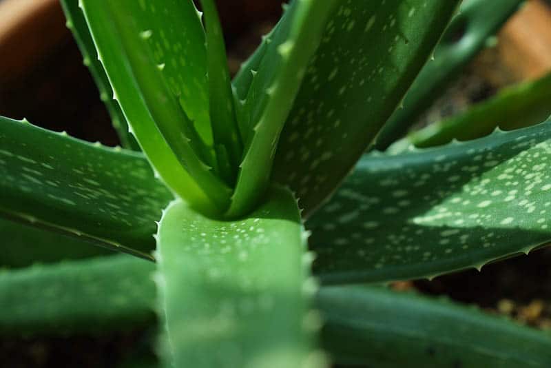 Aloe vera listy