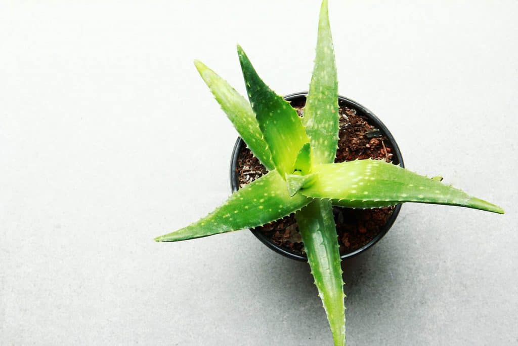 Aloe vera v kvetináči