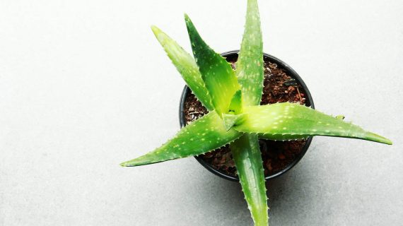 Aloe vera v kvetináči