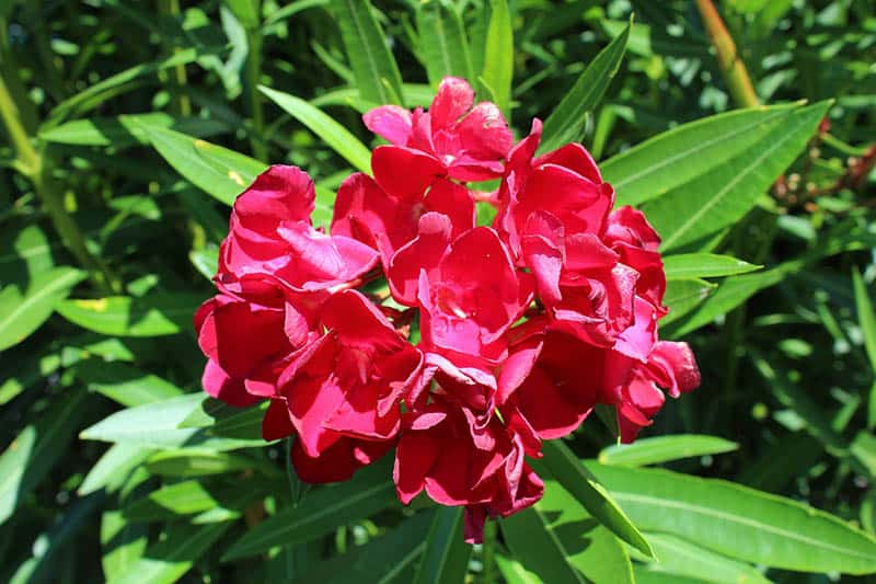 Červený oleander