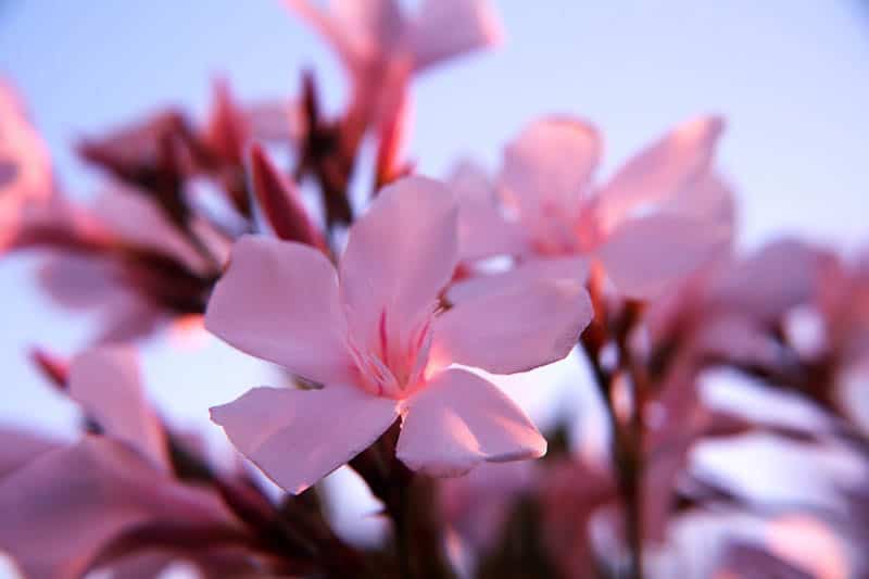 Oleander