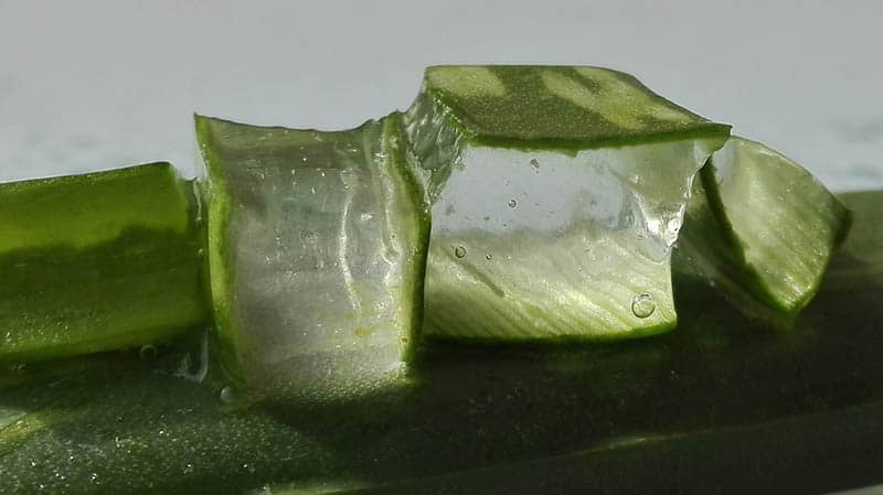 Rozrezané aloe vera