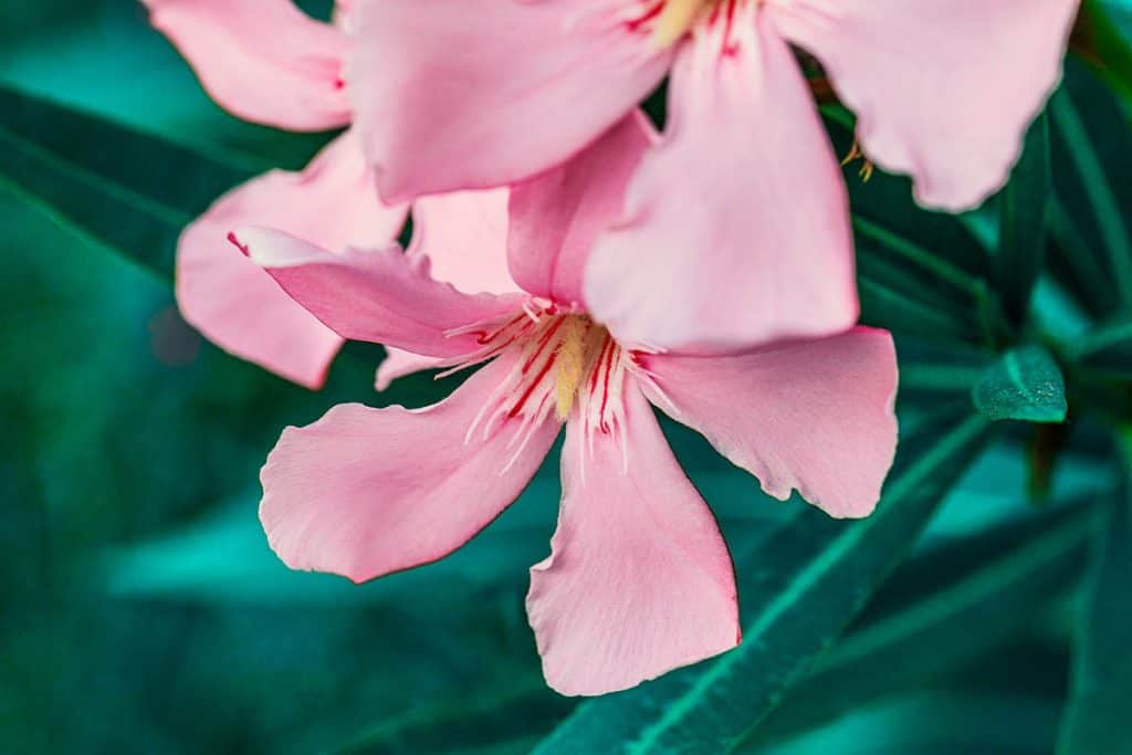 Ružový oleander